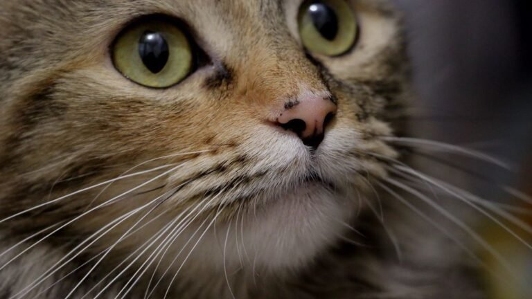 6 Fascinating Facts About Your Cat's Whiskers You Never Knew