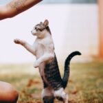 10 Things Never to Do If You Love Your Cat