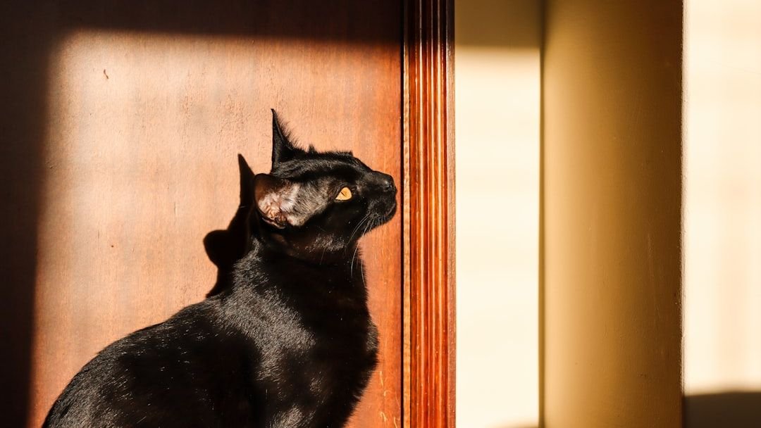 Best and Worst Cat Breeds for Every Zodiac Sign Explained