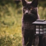 Cats Are Smarter Than You Think: Unraveling Their Problem-Solving Skills
