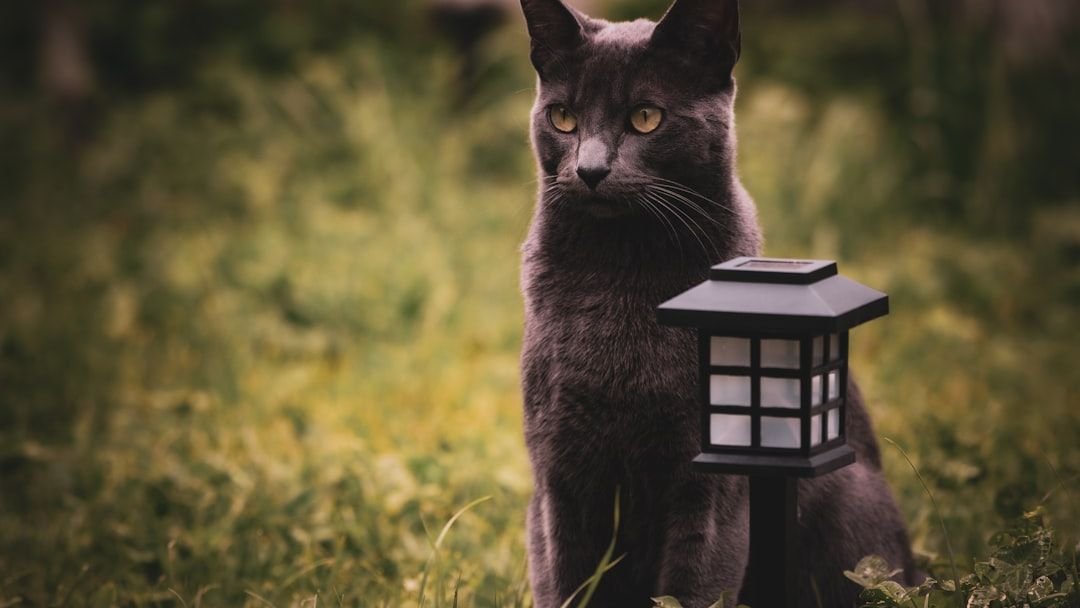 Cats Are Smarter Than You Think: Unraveling Their Problem-Solving Skills