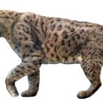 The Ancient Lineage That Connects Lions to Saber-Toothed Cats