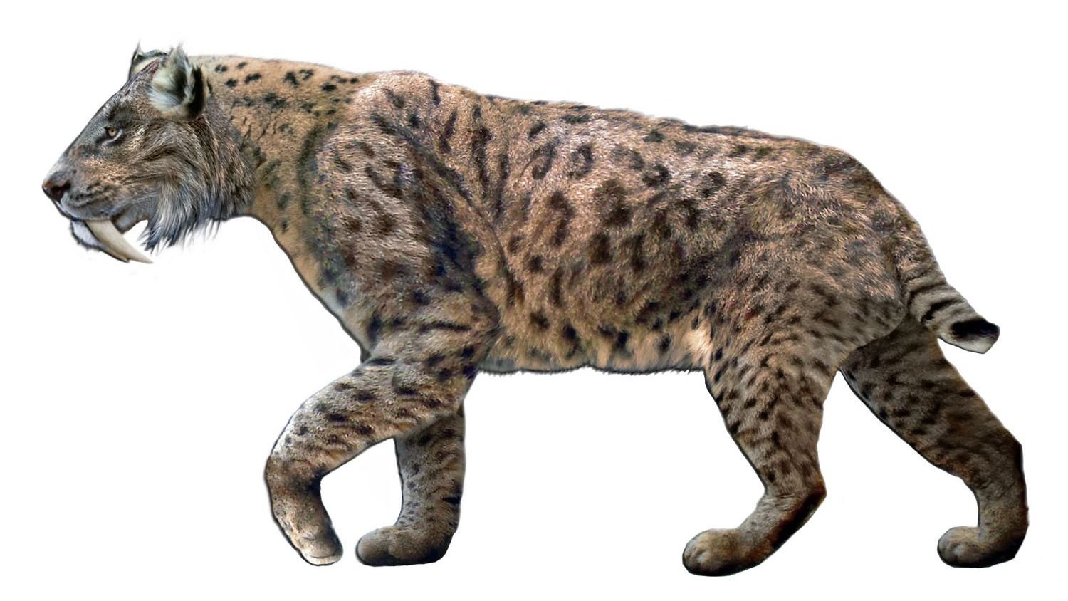 The Ancient Lineage That Connects Lions to Saber-Toothed Cats