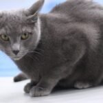 Cat Breeds That Are Confident Explorers vs Breeds That Are Naturally Cautious