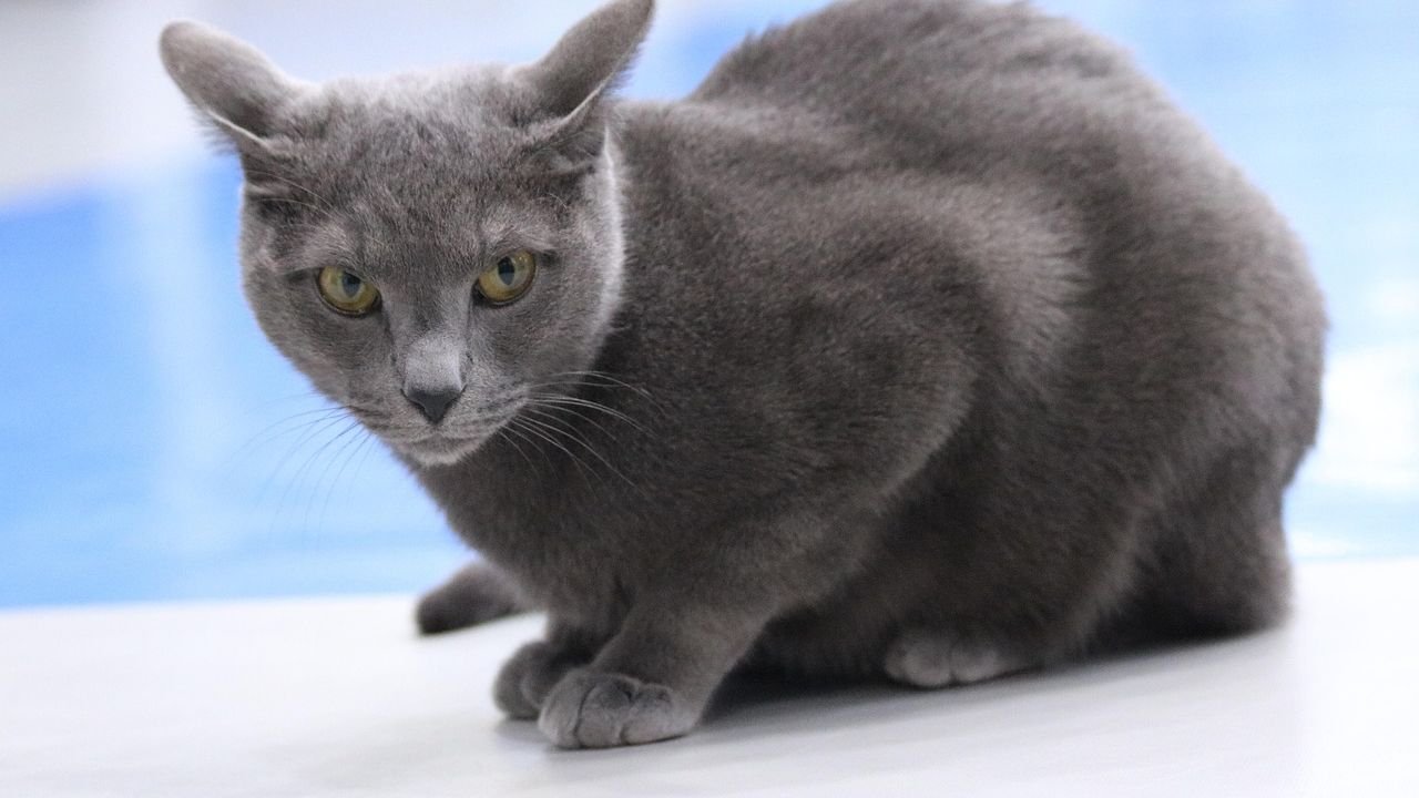 Cat Breeds That Are Confident Explorers vs Breeds That Are Naturally Cautious
