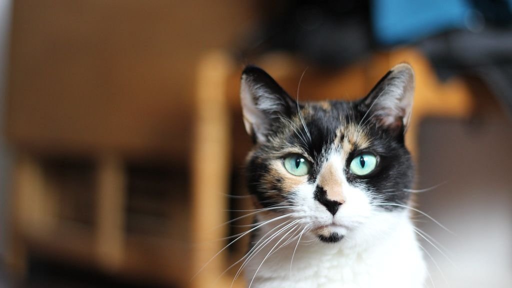 10 Incredible Feats of Agility Your Cat Performs Daily