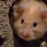8 Tiny Habits That Make Your Hamster Feel Safe and Loved