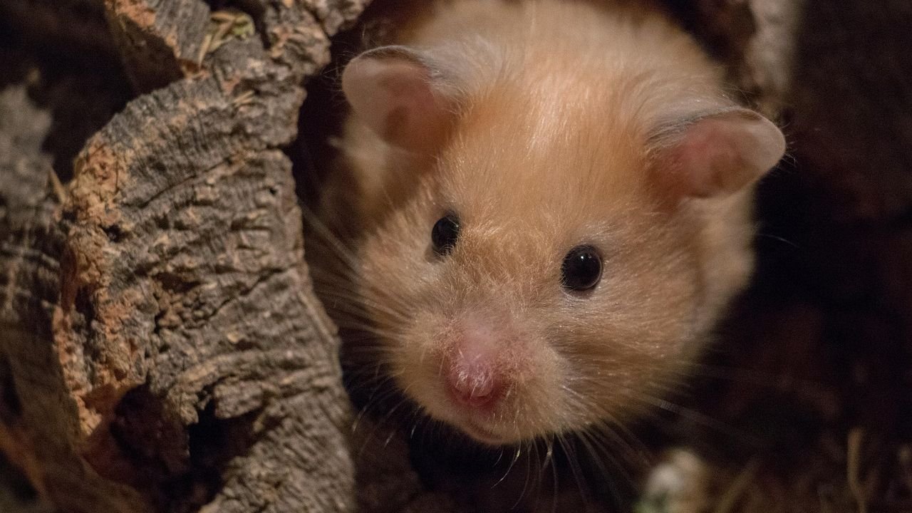 8 Tiny Habits That Make Your Hamster Feel Safe and Loved