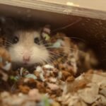 What Your Hamster's Burrowing Behavior Reveals About Their Mood