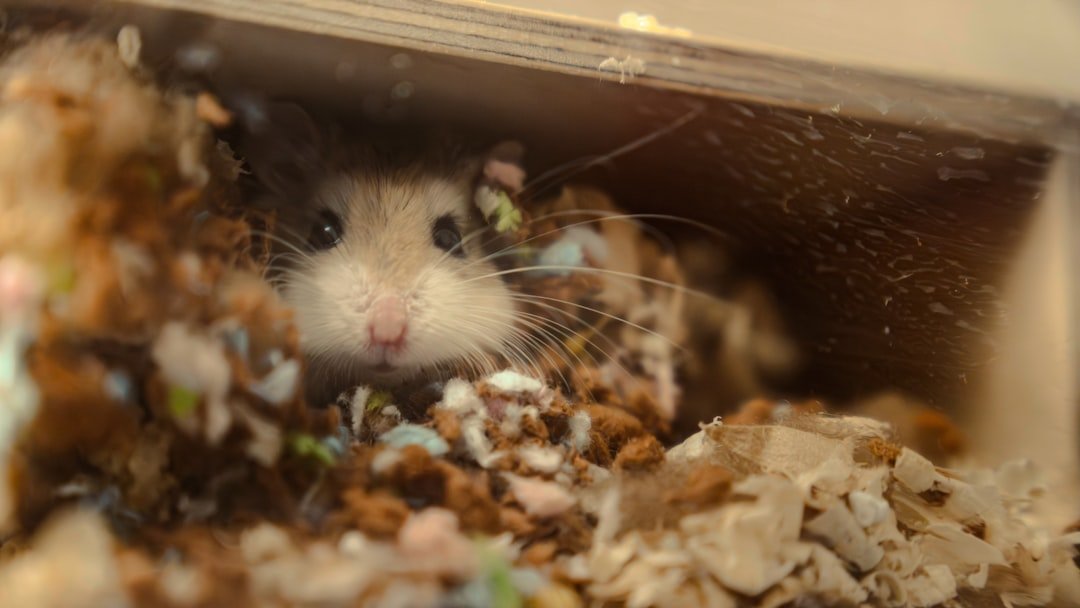 What Your Hamster's Burrowing Behavior Reveals About Their Mood