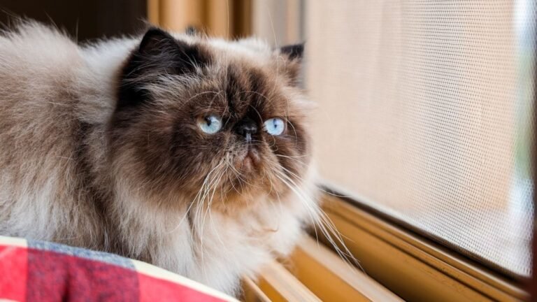 Why Himalayan Cats Are The Worst Cat If You Want Low Maintenance