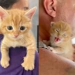 Rescued from Highway Peril: Kitten's Journey to a Joyful Adoption