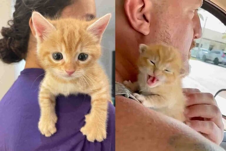 Rescued from Highway Peril: Kitten's Journey to a Joyful Adoption