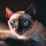 10 Cat Breeds Perfect For Nocturnal People