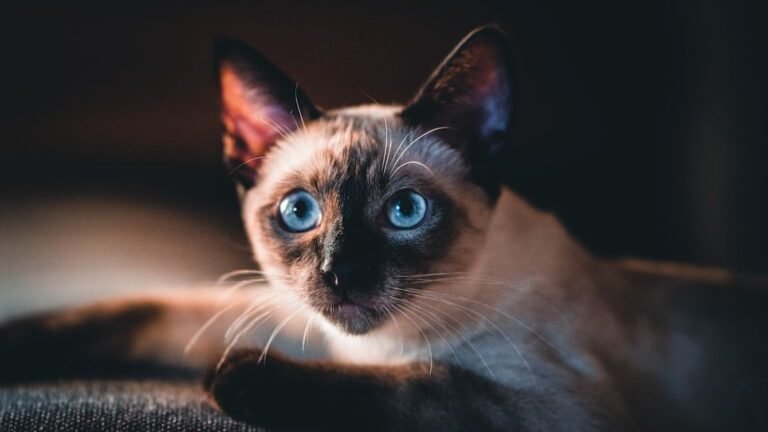 10 Cat Breeds Perfect For Nocturnal People