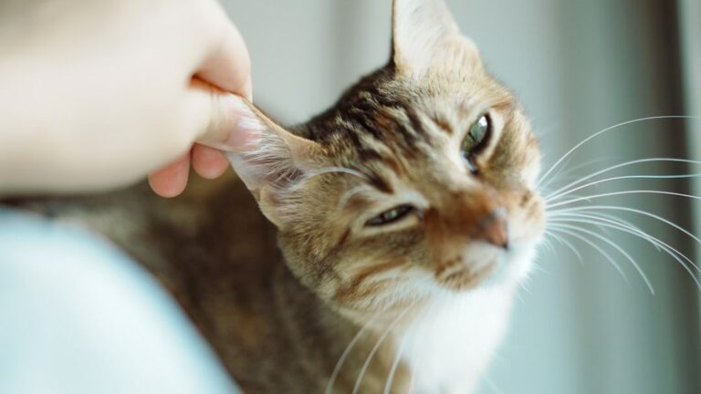 9 Common Cat Myths Debunked: What You Thought Was True Isn't