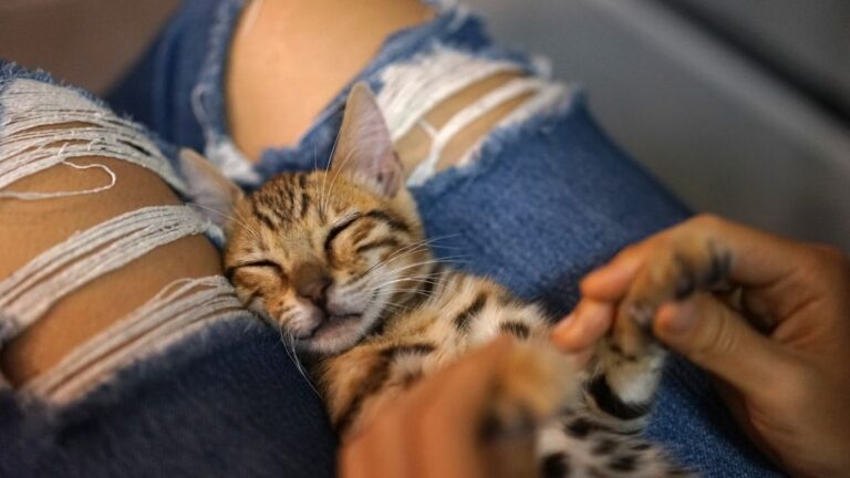 10 Signs Your Cat Loves You Profoundly