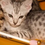 Avoid These 8 Cat Breeds If You're a Virgo Who Likes a Calm Companion