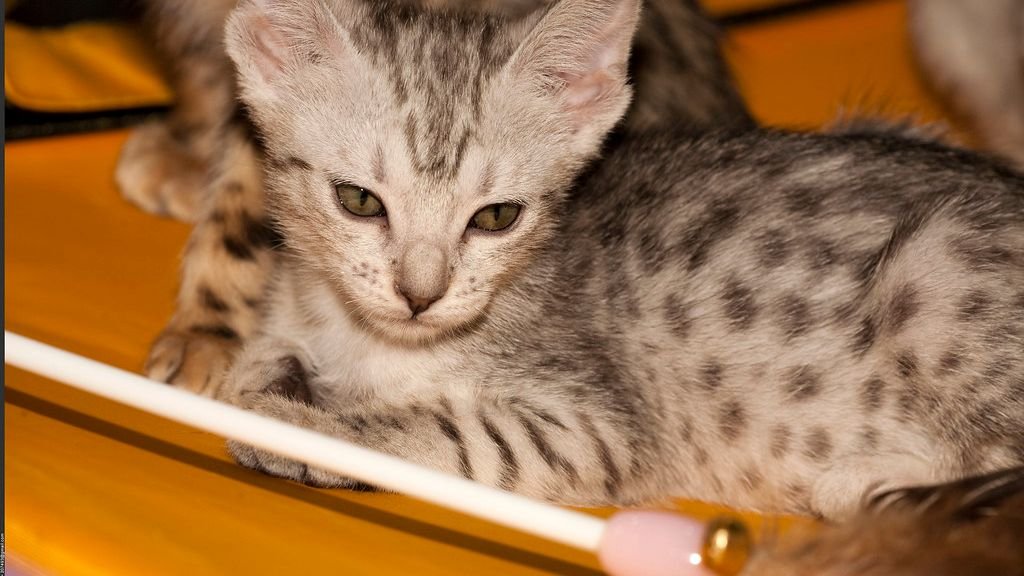 Avoid These 8 Cat Breeds If You're a Virgo Who Likes a Calm Companion