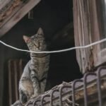 8 Signs Your Cat Is a True Introvert (and How to Respect Their Space)