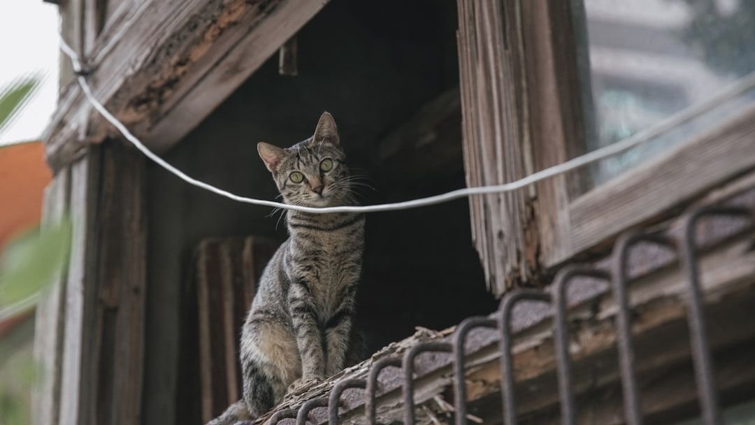 8 Signs Your Cat Is a True Introvert (and How to Respect Their Space)