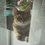 10 Household Items Your Cat Adorably Claims as Their Own