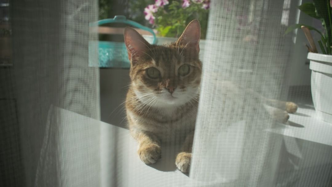 10 Household Items Your Cat Adorably Claims as Their Own