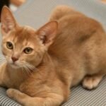 8 Cat Breeds That Thrive With Routine (And 5 That Prefer Flexibility)