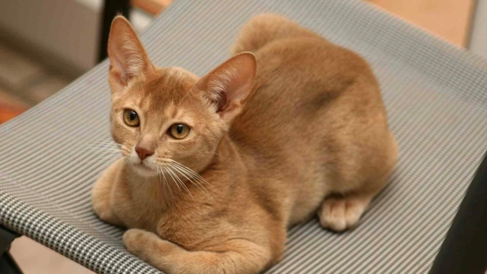 8 Cat Breeds That Thrive With Routine (And 5 That Prefer Flexibility)