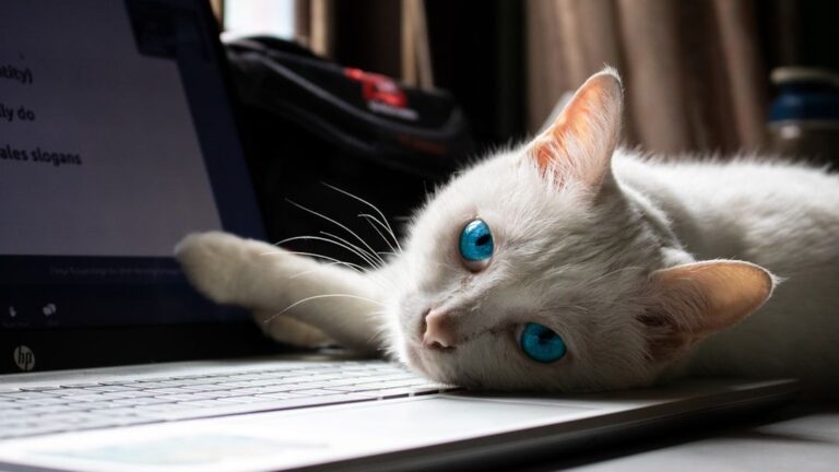 10 Clever Ways Cats Manipulate Their Humans (and How to Spot Them)