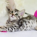 8 Essential Playtime Activities Your Cat Secretly Craves