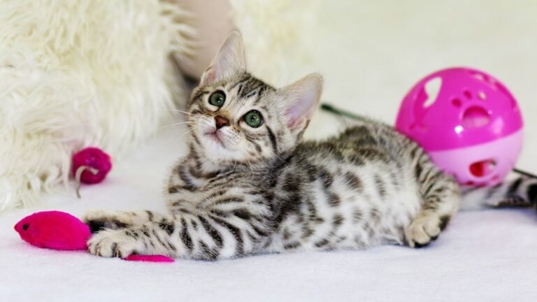 8 Essential Playtime Activities Your Cat Secretly Craves