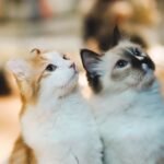 9 Unexpected Benefits of Having a Multi-Cat Household