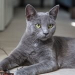 Choosing a Cat Based on Your Zodiac Sign Lifestyle and Energy