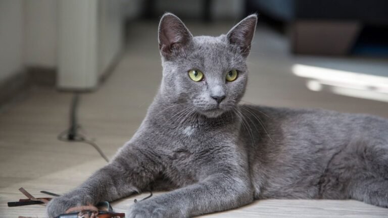 Choosing a Cat Based on Your Zodiac Sign Lifestyle and Energy