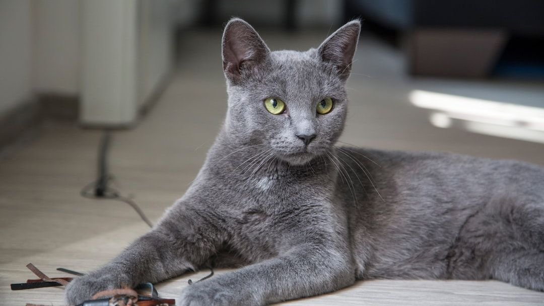 Choosing a Cat Based on Your Zodiac Sign Lifestyle and Energy