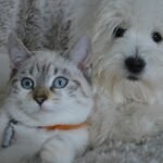 Cat Breeds That Tolerate Other Pets vs Breeds That Prefer Being the Only Cat