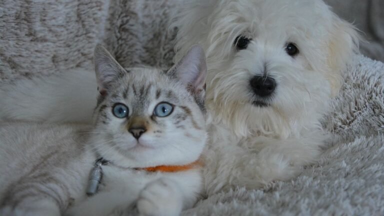 Cat Breeds That Tolerate Other Pets vs Breeds That Prefer Being the Only Cat