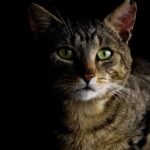 7 Fascinating Facts About Your Cat's Night Vision