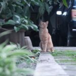 Cats Don't Just Live in Your Home, They Actively Protect It from Unseen Threats