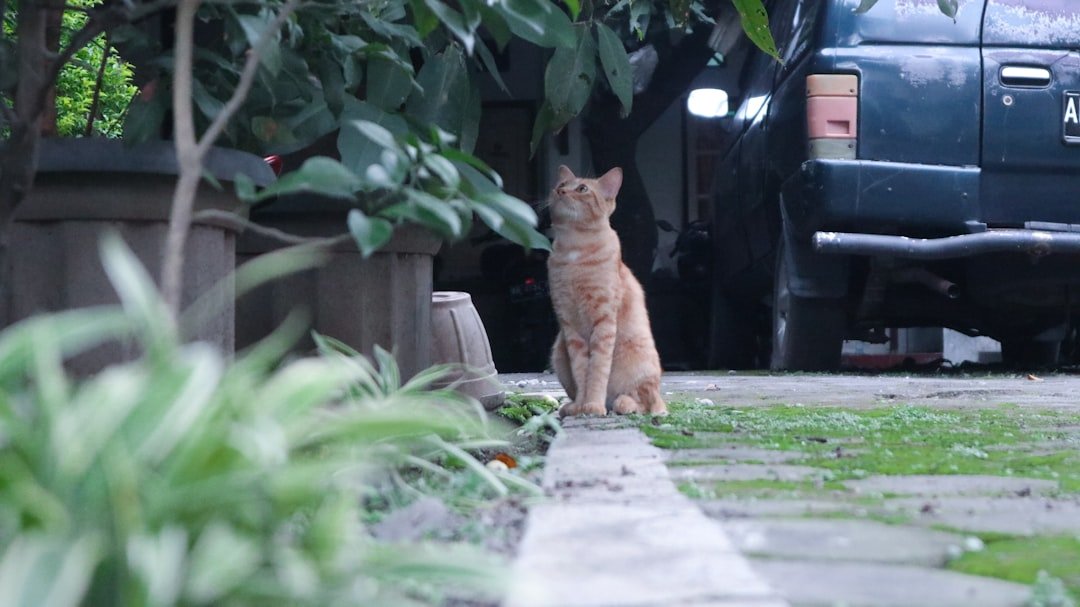 Cats Don't Just Live in Your Home, They Actively Protect It from Unseen Threats