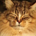 Your Cat's Purr Isn't Just for Show: It Heals More Than You Think