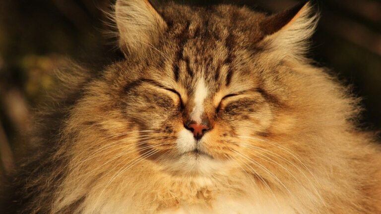 Your Cat's Purr Isn't Just for Show: It Heals More Than You Think