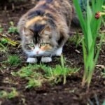 Your Cat's Odd Habits Are Not Random, They Are Deeply Rooted in Their Wild Ancestry