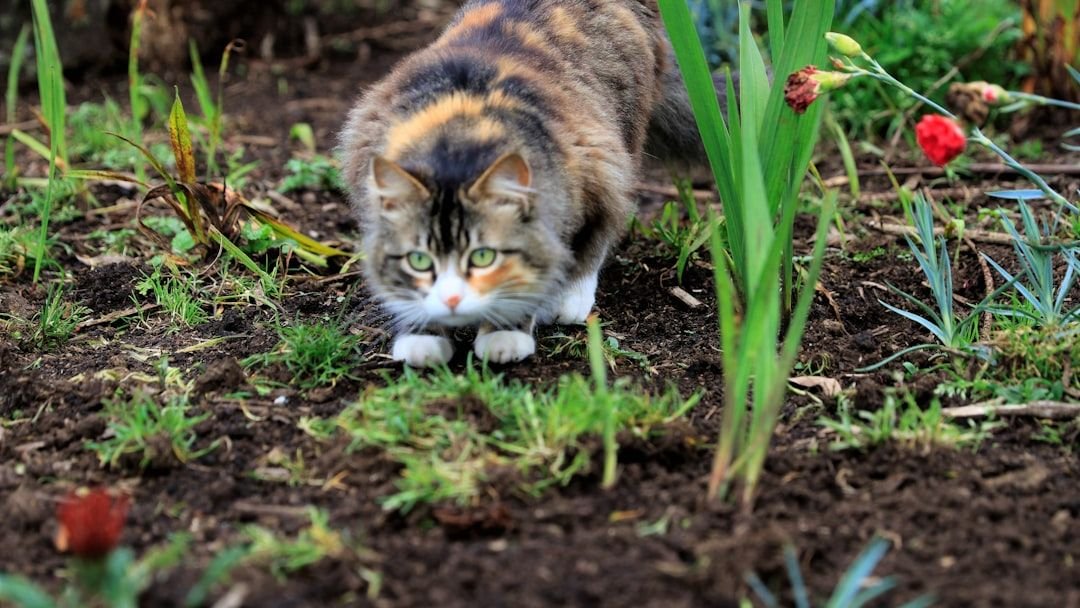 Your Cat's Odd Habits Are Not Random, They Are Deeply Rooted in Their Wild Ancestry