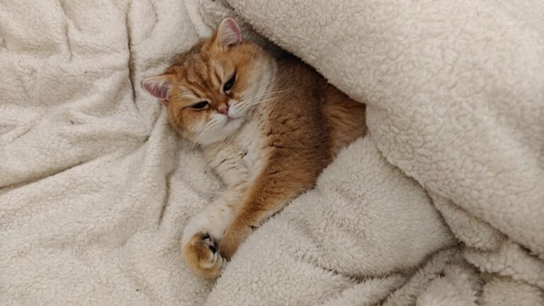 Your Cat's Favorite Blanket Isn't Just for Warmth; It's a Scent-Filled Safety Zone