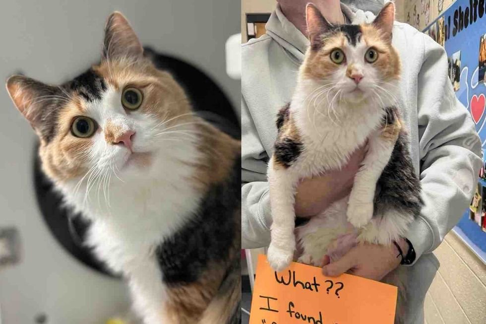 Skinny Calico Cat Rescued from Park Field Finds Perfect Home After Stunning Recovery
