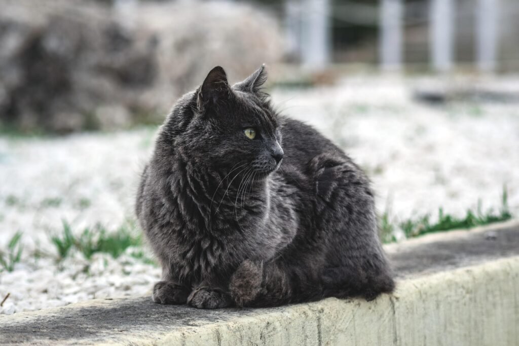 Cats Face Deadly Cold Risks