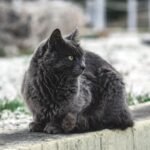 Cats Face Deadly Cold Risks