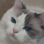 10 Cat Breeds That Truly Appreciate Leo Attention and Affection